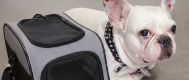 ✈️🐾 The Night Before the Journey