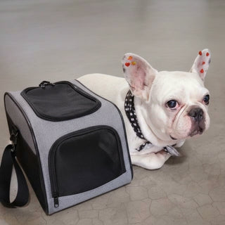 ✈️🐾 The Night Before the Journey