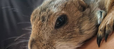 ✈️🐾 Pet-Friendly Stay Near the Airport – Stress-Free Travel Starts Here