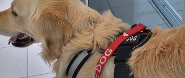 Traveling Abroad with Your Pet from Thailand: A Warm, Practical Guide for Pet Parents