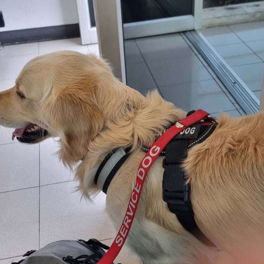 Traveling Abroad with Your Pet from Thailand: A Warm, Practical Guide for Pet Parents